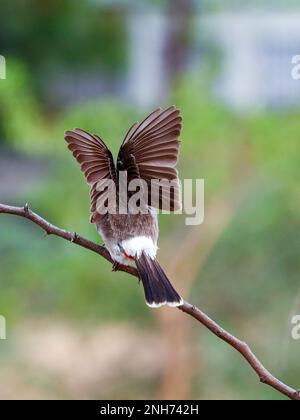 Le Bulbul ventilé rouge écartant les ailes pour voler Banque D'Images