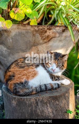 chat de tabby brun sauvage avec des yeux verts dans le jardin. gros plan Banque D'Images