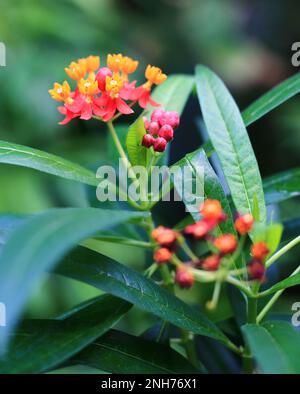 Fleurs colorées de l'herbe à lait tropicale (Asclepias curassavica) . Banque D'Images