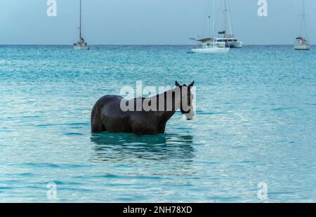 Course chevaux natation dans la mer sur la baie de Carlisle, Pebbles plage Barbade avec leur jockey Banque D'Images
