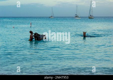 Course chevaux natation dans la mer sur la baie de Carlisle, Pebbles plage Barbade avec leur jockey Banque D'Images