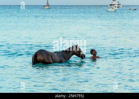 Course chevaux natation dans la mer sur la baie de Carlisle, Pebbles plage Barbade avec leur jockey Banque D'Images
