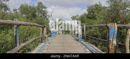 forêt de mangroves verdoyante sur l'île d'henry près de la plage de bakkhali, région de sundarbans dans le bengale occidental en inde Banque D'Images