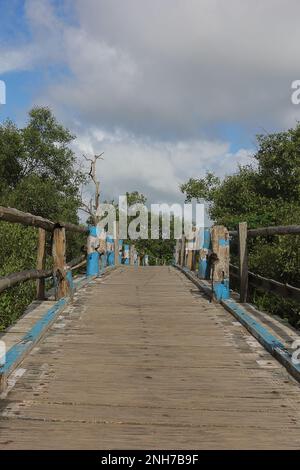 forêt de mangroves verdoyante sur l'île d'henry près de la plage de bakkhali, région de sundarbans dans le bengale occidental en inde Banque D'Images