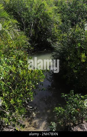 forêt de mangroves verdoyante sur l'île d'henry près de la plage de bakkhali, région de sundarbans dans le bengale occidental en inde Banque D'Images