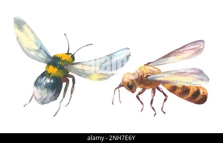 Aquarelle bourdon en vol et abeille, peinte à la main Illustration d'été. Ensemble d'incects isolés sur fond blanc Banque D'Images