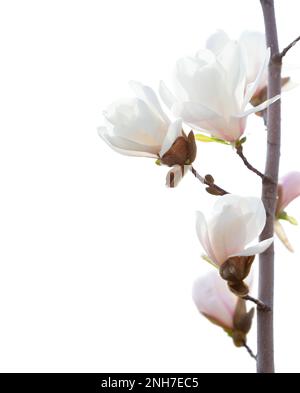 Brindilles aux fleurs de Magnolia isolées sur fond blanc. Banque D'Images