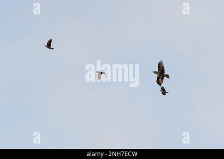 Corbeau du Nord (Corvus corax) avec Jackdaw (Coloeus monedula) Norfolk GB janvier 2023 Banque D'Images