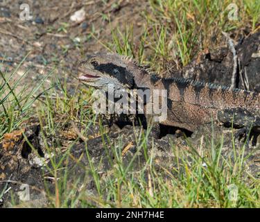 Dragon de l'eau de l'est avec sa bouche ouverte comme il attrape les insectes à manger, se mélangeant dans les rochers, se cachant dans la vue de plaine Banque D'Images