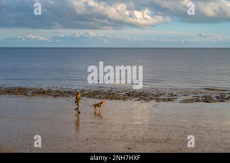Marcheur de chiens sur la plage de Walton sur le Naze Essex Banque D'Images
