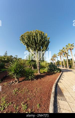 Intéressant Euphorbia canariensis, le crasse de l'île des Canaries, Hercules club, contre un ciel bleu ensoleillé. Puerto de la Cruz, Teneˈɾife; Tenerife, Canaries Banque D'Images