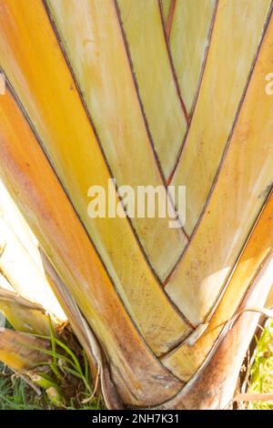 Intrigant Strelitzia Nicolai, oiseau blanc géant de paradis, banane sauvage, dans le soleil d'hiver de Puerto de la Cruz, Teneˈɾife Banque D'Images
