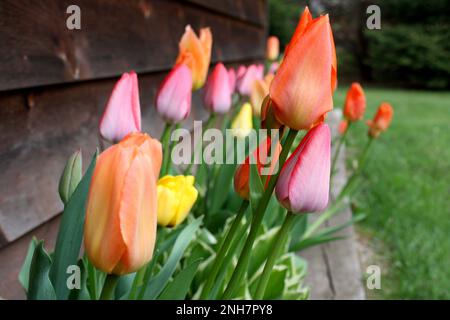 Tulipes de différentes couleurs dans un jardin de tulipes de printemps à Atlas, Wisconsin, Etats-Unis. Banque D'Images