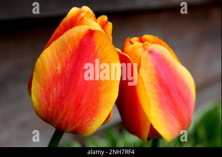 Deux tulipes rouges et orange dans un jardin de printemps à Atlas, Wisconsin, Etats-Unis. Banque D'Images