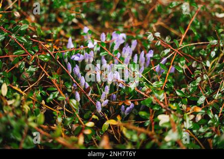 Crocus au printemps avec quelques gouttes de pluie sur elle Banque D'Images