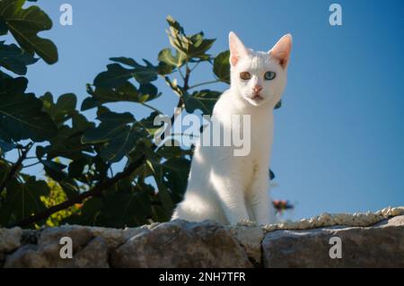 un chat blanc avec un œil vert et un œil bleu se trouve sur un mur. ciel bleu et feuilles en arrière-plan. chat avec une couleur d'oeil inhabituelle. Banque D'Images