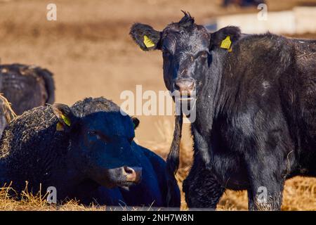 vaches angus noires sur une ferme par beau temps Banque D'Images