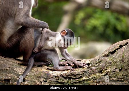 Plan du corps entier du bébé manga à couronne blanche assis avec sa momie. Banque D'Images