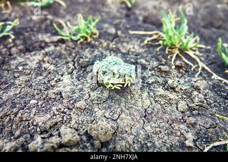 Un jeune crapaud vert européen (crapaud variable, Bufo viridis) sur terre sèche. Coloration assimilable (pas dans ce cas) et sécrétions toxiques sur la peau. Op Banque D'Images