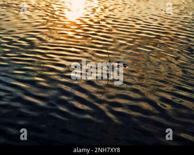 Pêche au coucher du soleil. Capture de poissons prédateurs sur la filature. Couleurs de coucher de soleil sur la surface de l'eau Banque D'Images