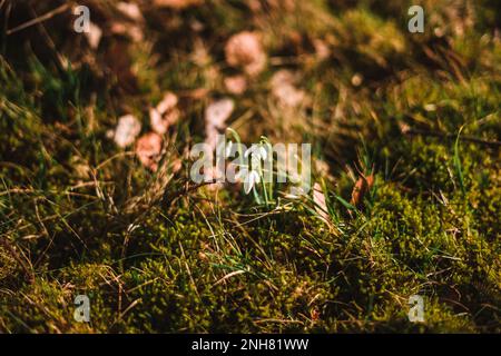 Galanthus nivalis, également appelé la goutte de neige ou la goutte de neige commune Banque D'Images