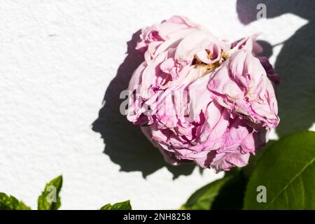 La fleur de rose fanée dans le jardin doit être coupée. Passe-temps dans le jardin. Gros plan, mise au point sélective. Banque D'Images