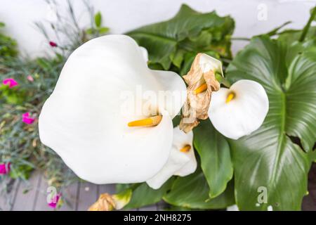 L'arum fané dans le jardin doit être coupé. Passe-temps dans le jardin. Gros plan, mise au point sélective. Banque D'Images