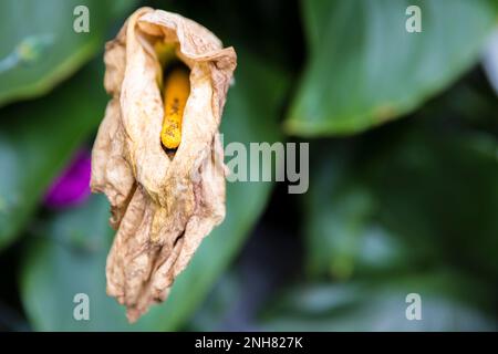 L'arum fané dans le jardin doit être coupé. Passe-temps dans le jardin. Gros plan, mise au point sélective. Banque D'Images