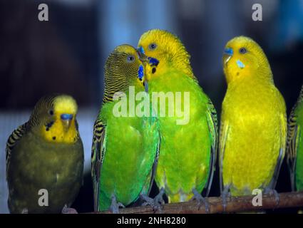 Les bourgeons ou les bourgeons (Melopsittacus undulatus) Banque D'Images