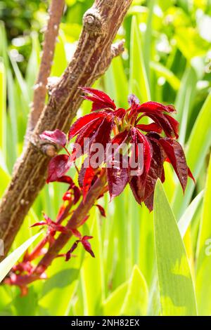 Le rosier fesh de nouvelles feuilles rouges sur l'ancienne plante. sur fond vert. Jardinage passe-temps Banque D'Images