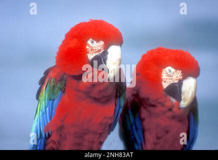 Ara vert et rouge (Ara chloropterus) dans un arbre. Ces gros perroquets sont répandus dans les forêts et zones boisées d'Amérique du Sud Banque D'Images