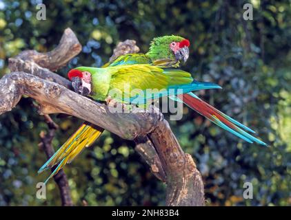 Ara militaire (Ara militaris) montrant le plumage spectaculaire autour de l'oeil et au-dessus du bec. Cette disparition macaw vit dans le nord de l'Amérique du Sud. Il f Banque D'Images