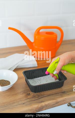 Une femme pulvérise des graines de micro-verts dans une boîte en plastique à partir d'une bouteille vaporisée. SDOF Accueil jardinage. Banque D'Images