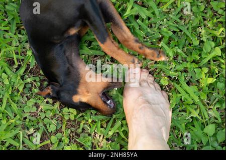 S'amuser avec le thème de petit chien. Pincher doberman chien jouer avec la jambe Banque D'Images