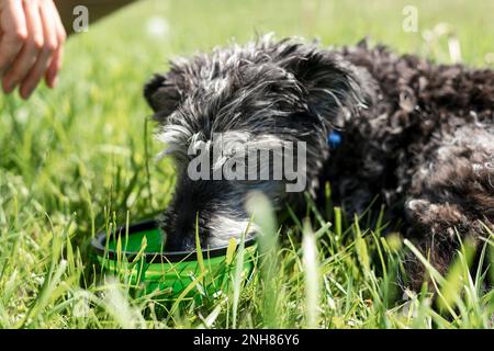 chien de race mixte senior terrier de bedlington ou whippet de bedlington eau potable provenant d'un bol pour animaux de compagnie vert sur l'herbe verte sur les soins chauds de jour d'été et de marche d Banque D'Images