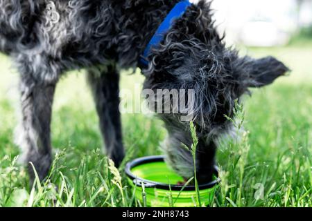 chien de race mixte senior terrier de bedlington ou whippet de bedlington eau potable provenant d'un bol pour animaux de compagnie vert sur l'herbe verte sur les soins chauds de jour d'été et de marche d Banque D'Images