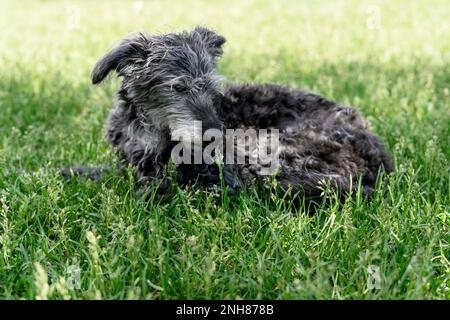 chien mixte bedlington terrier ou bedlington whippet gris peluche chien senior reposant sur l'herbe verte animaux de compagnie soins d'adoption et chien de marche amour animal Banque D'Images