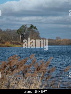 Alton Water (Alton Reservoir) lors d'une journée ensoleillée en février. Couleurs chaudes des arbres, ciel bleu. Banque D'Images