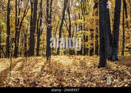 Des jeunes arbres d'érable sur le sol de la forêt avec des feuilles de couleur jaune sur les érables le long du sentier régional suédois des immigrants à Taylors Falls, mi Banque D'Images