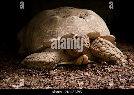 Gros plan d'une tortue géante dans sa grotte. Banque D'Images