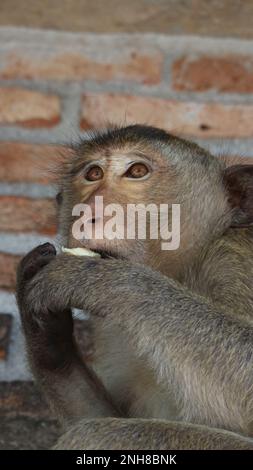 Macaque à queue longue dans un environnement urbain, gros plan. Banque D'Images