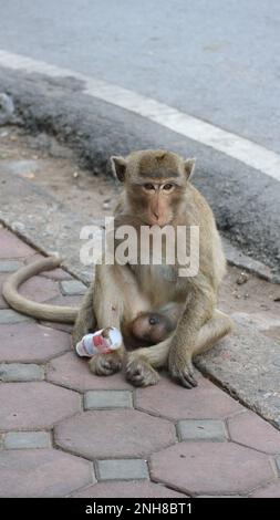 Macaque à queue longue dans un environnement urbain, gros plan. Banque D'Images