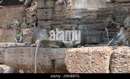 Macaques à queue longue sur les ruines du temple. Banque D'Images