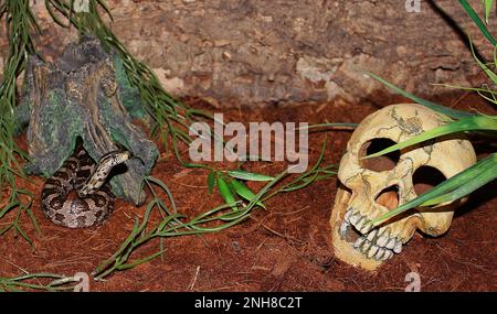 Photo d'un serpent noir de maïs albinos à coloration jaune clair sur la joue prise dans un terrarium avec un crâne. Banque D'Images