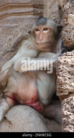 Macaque à longue queue sur les ruines du temple. Banque D'Images