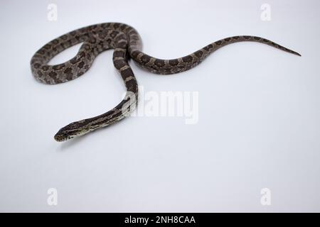 Image du corps entier d'un serpent noir de maïs albinos avec une coloration jaune empruntée sur la joue prise dans une boîte lumineuse. Banque D'Images