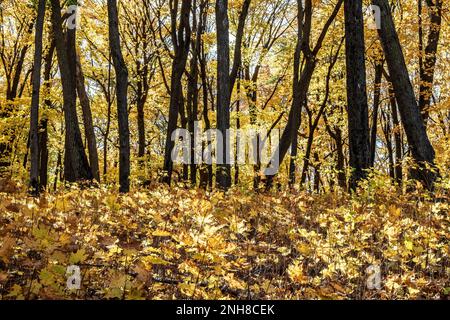 Des jeunes arbres d'érable sur le sol de la forêt avec des feuilles de couleur jaune sur les érables le long du sentier régional suédois des immigrants à Taylors Falls, mi Banque D'Images