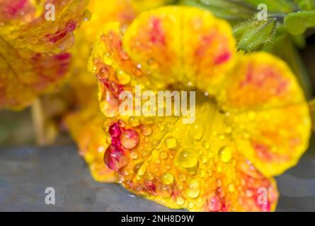 Gros plan d'un pétunia jaune et rouge avec des gouttes de pluie sur les pétales. Banque D'Images