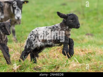 Chipping, Preston, Lancashire, Royaume-Uni. 21st févr. 2023. Saison des aginettes bien en cours près de Preston, Lancashire. Crédit : John Eveson/Alamy Live News Banque D'Images