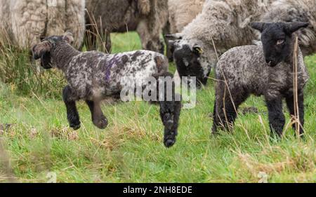 Chipping, Preston, Lancashire, Royaume-Uni. 21st févr. 2023. Saison des aginettes bien en cours près de Preston, Lancashire. Crédit : John Eveson/Alamy Live News Banque D'Images